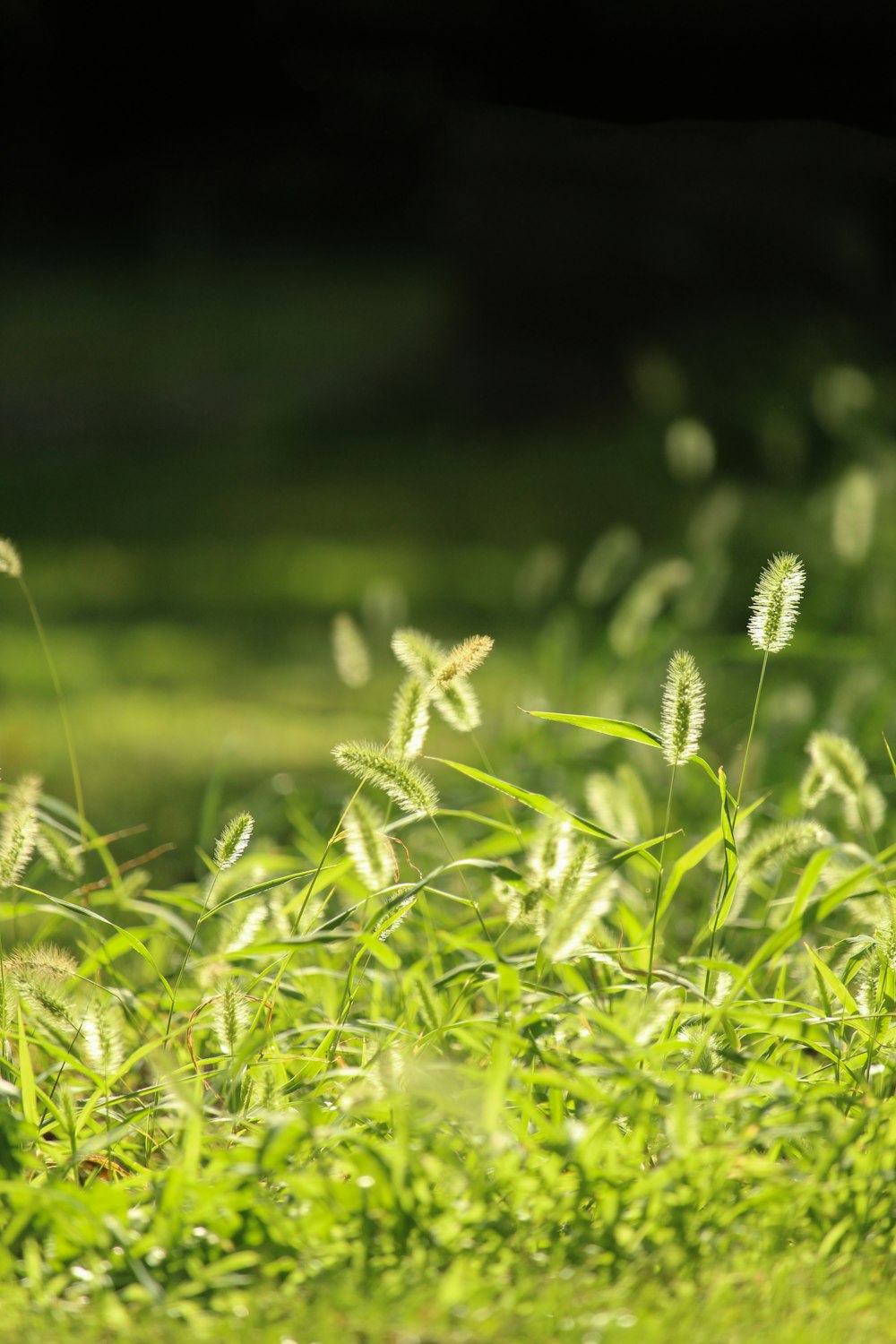 white flowers in green grass field