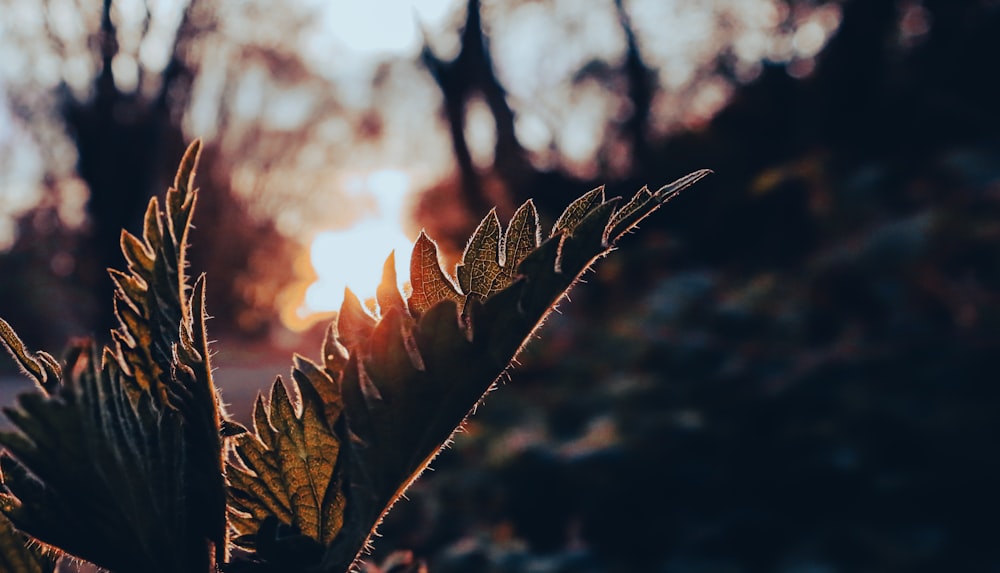 brown leaf in tilt shift lens