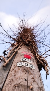 A wooden utility pole is covered in dry, twisted vines reaching upward against a clear blue sky. The pole has several metal plates attached to it, including red and white plates with the inscription 'DP 202'. The perspective is from the base of the pole looking upwards, emphasizing the height of the structure.