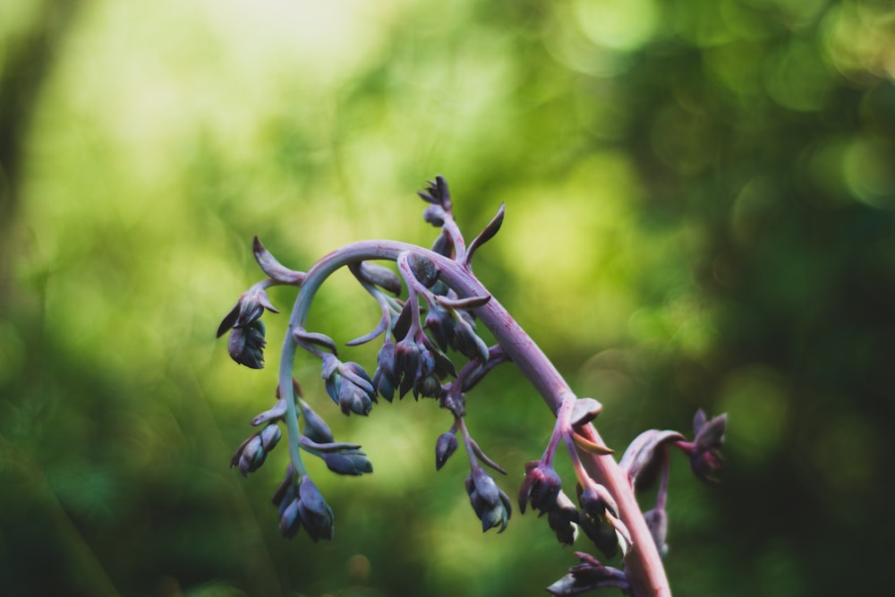 black and white flower buds in tilt shift lens