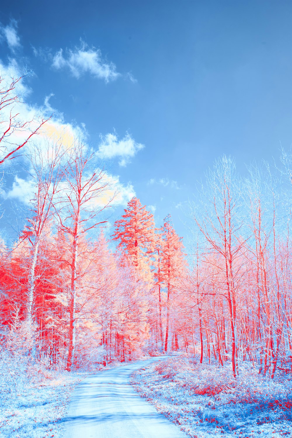 red leaf trees under blue sky during daytime