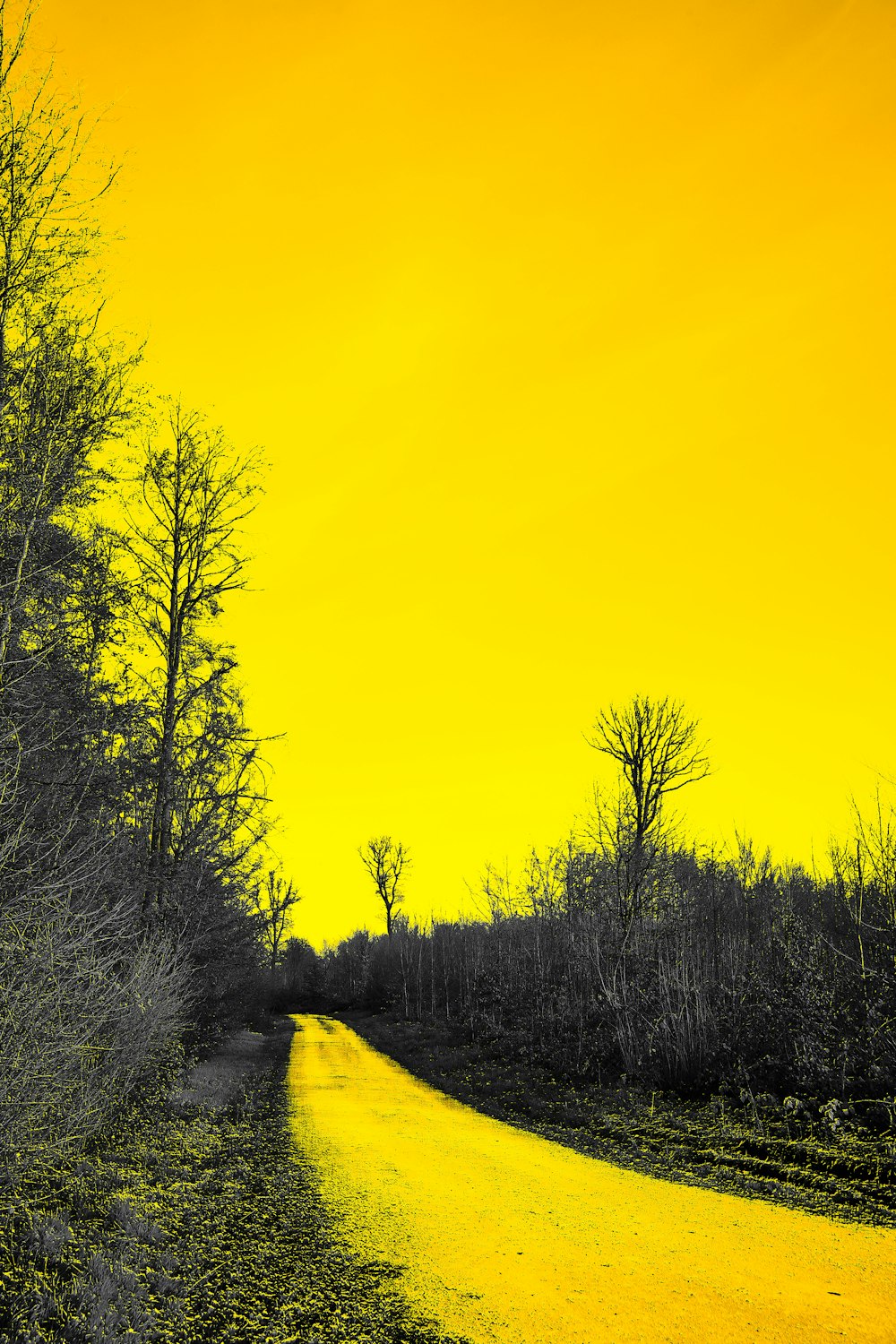 green trees under yellow sky