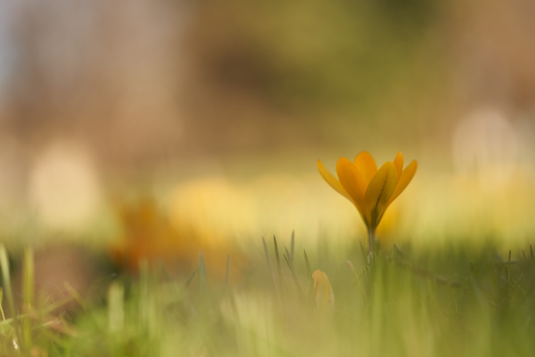 yellow flower in green grass field