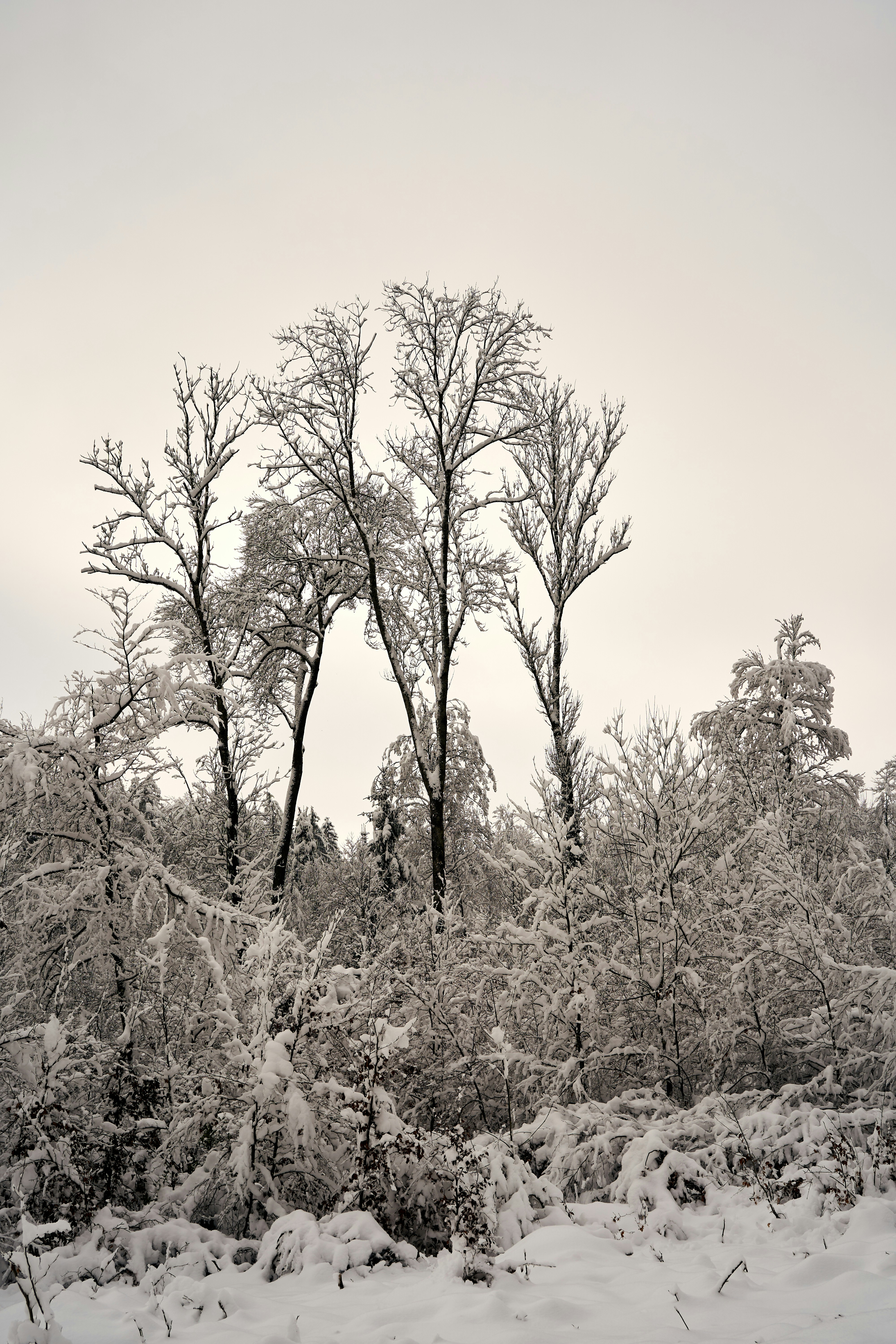 Photo by wolfgang_hasselmann