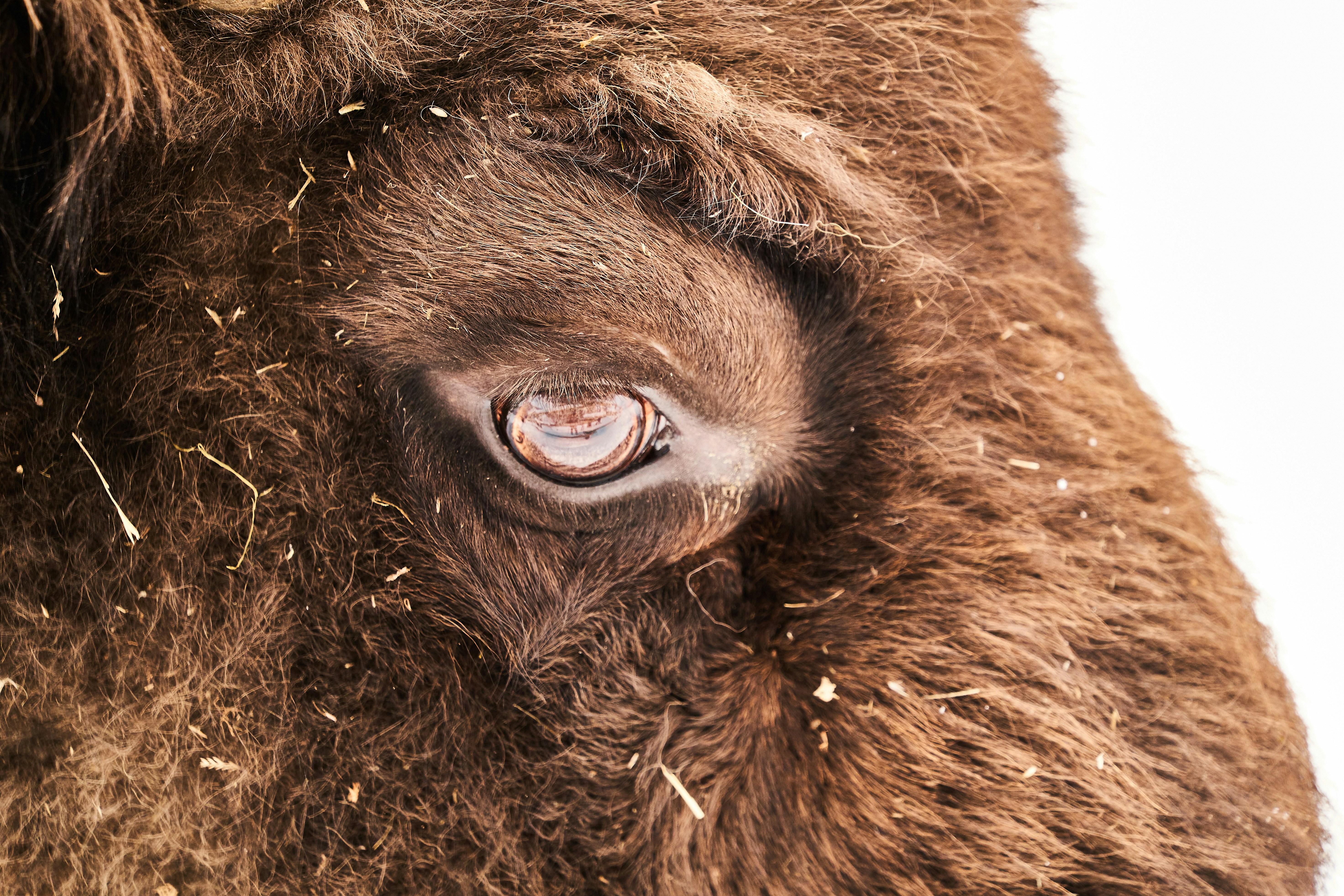 Photo by wolfgang_hasselmann