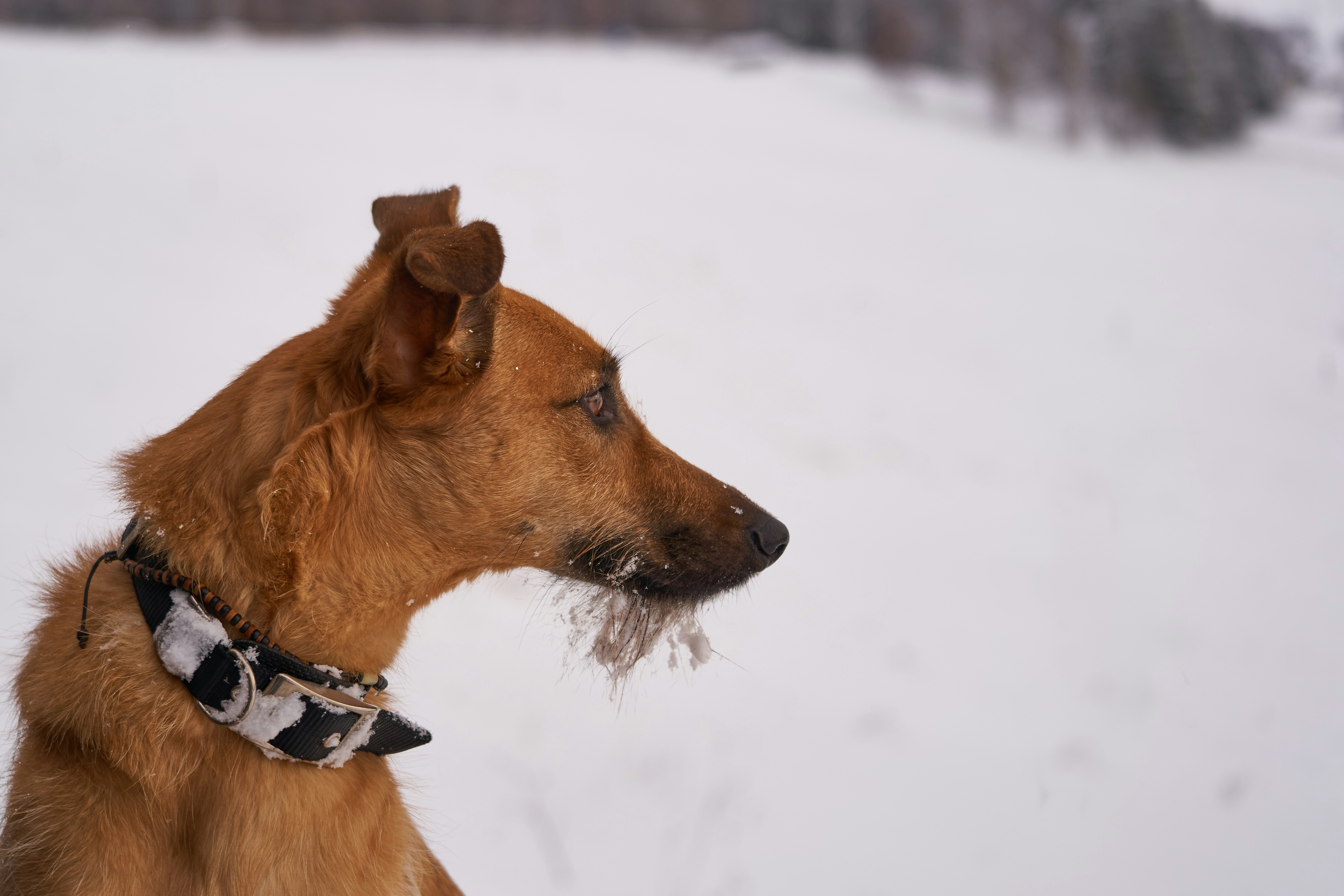 brown short coated dog on snow covered ground during daytime