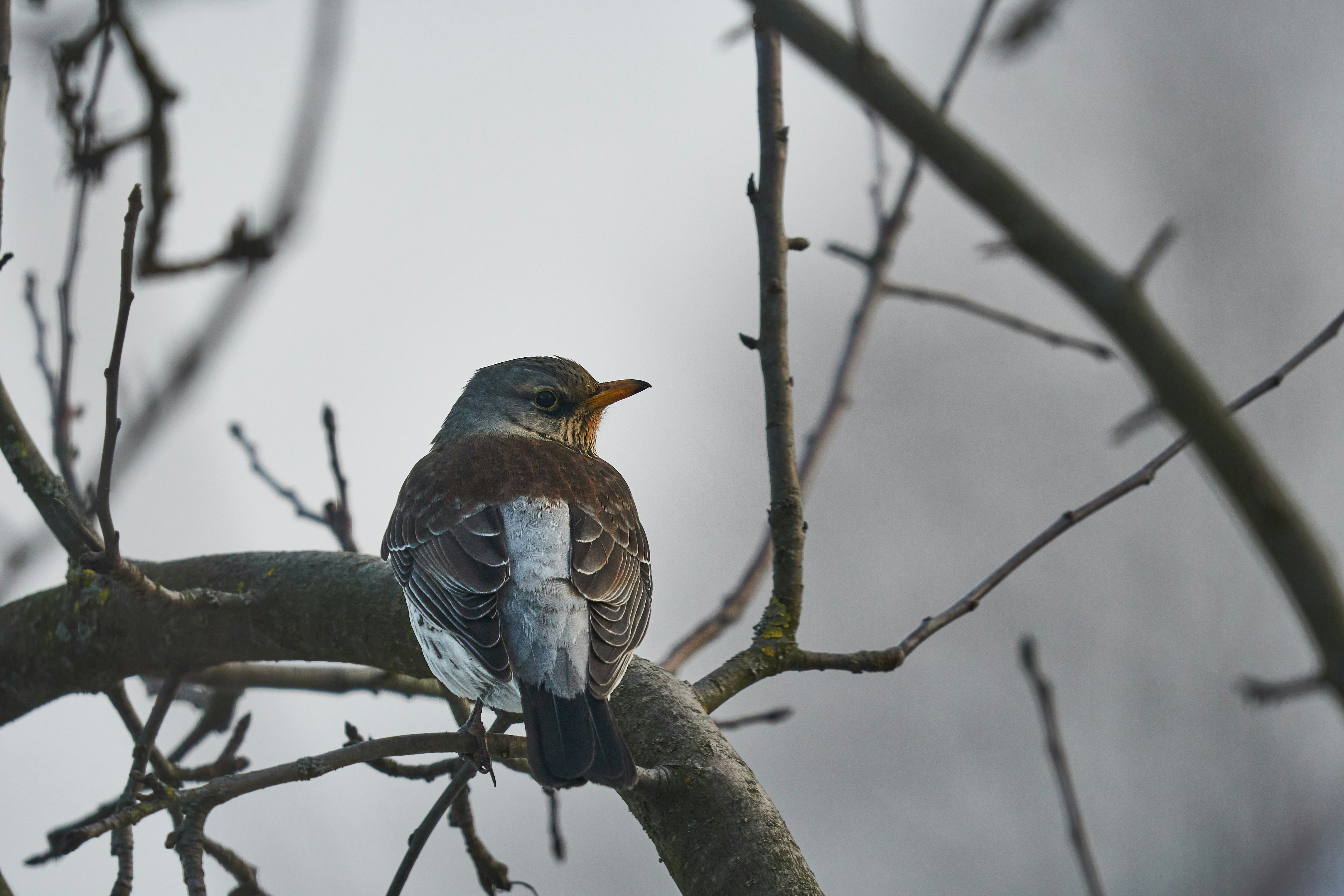 Photo by wolfgang_hasselmann