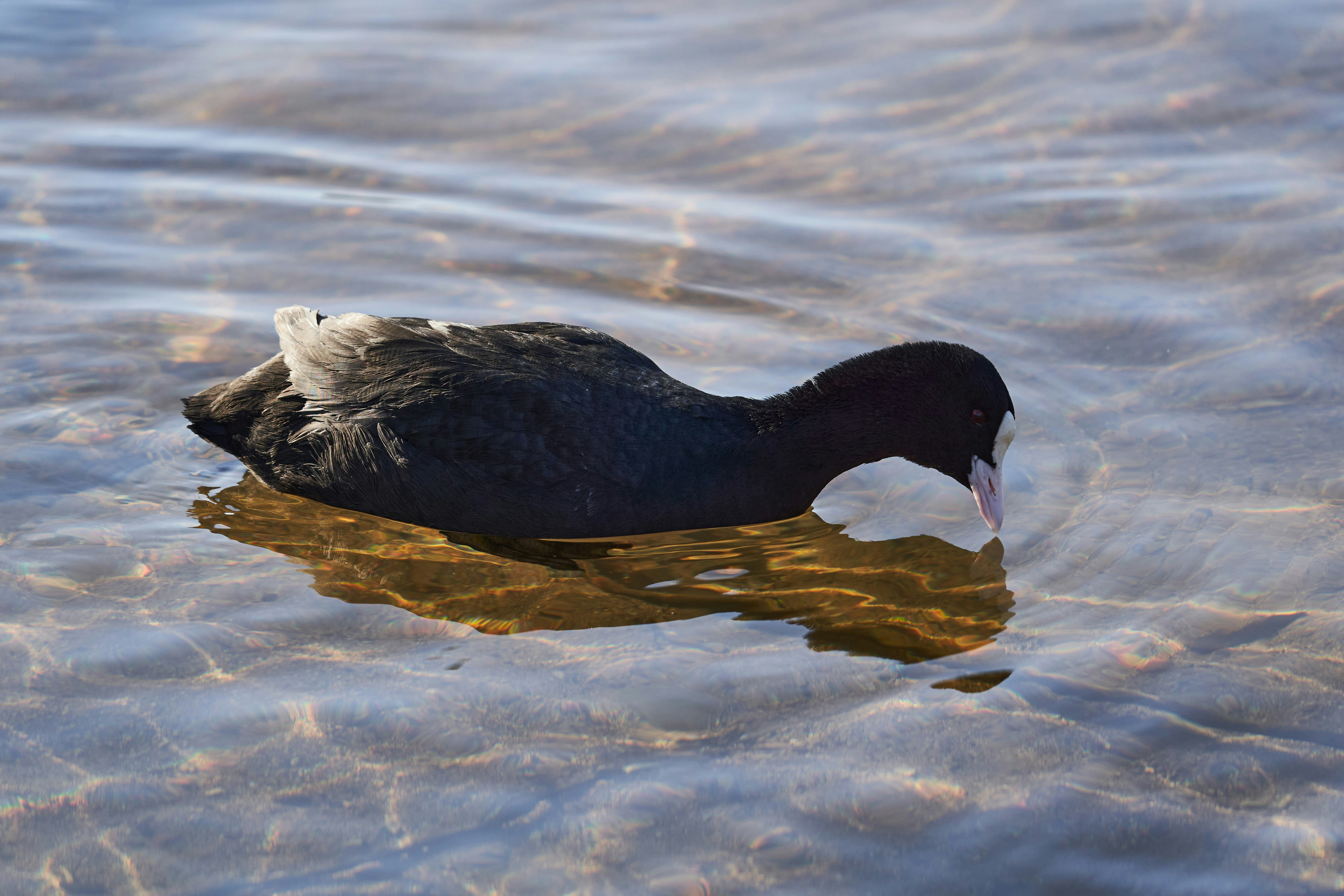 Photo by wolfgang_hasselmann