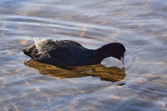 black and white duck on water during daytime