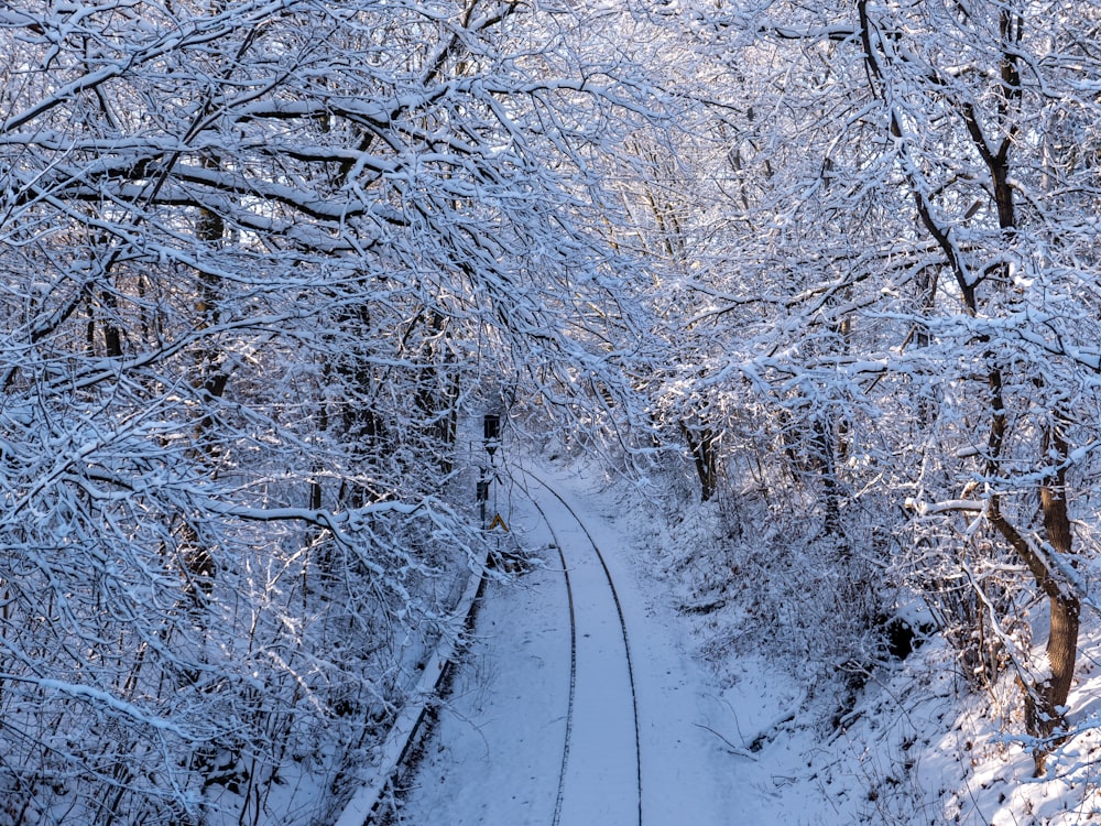 snow covered trees during daytime