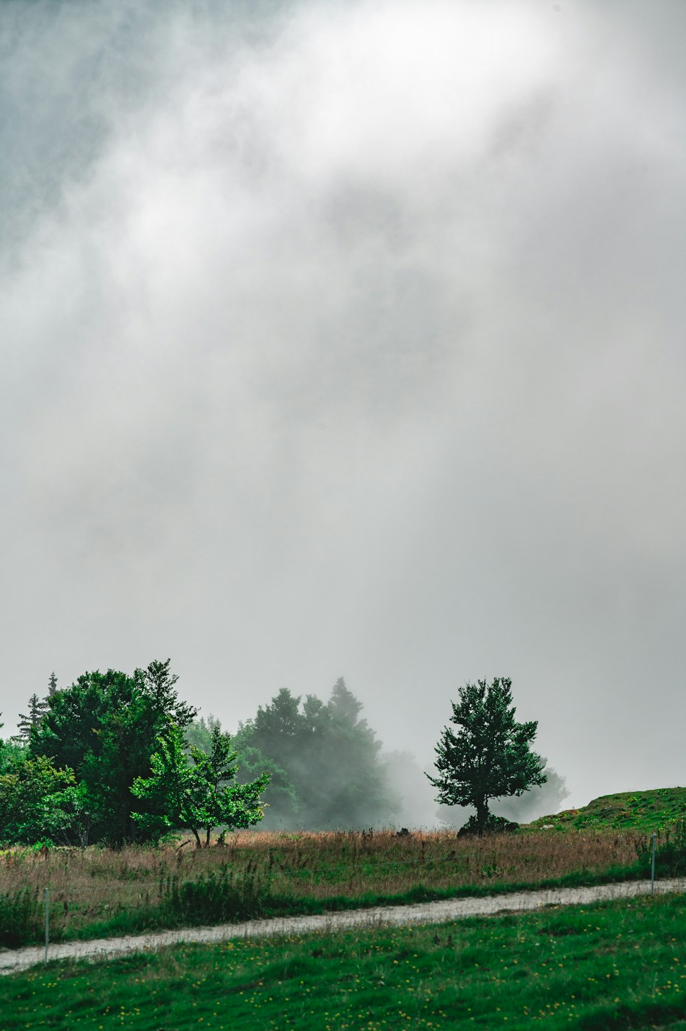 green trees under white clouds during daytime