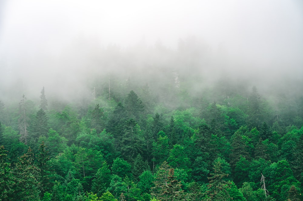 Grüne Bäume mit Nebel bedeckt