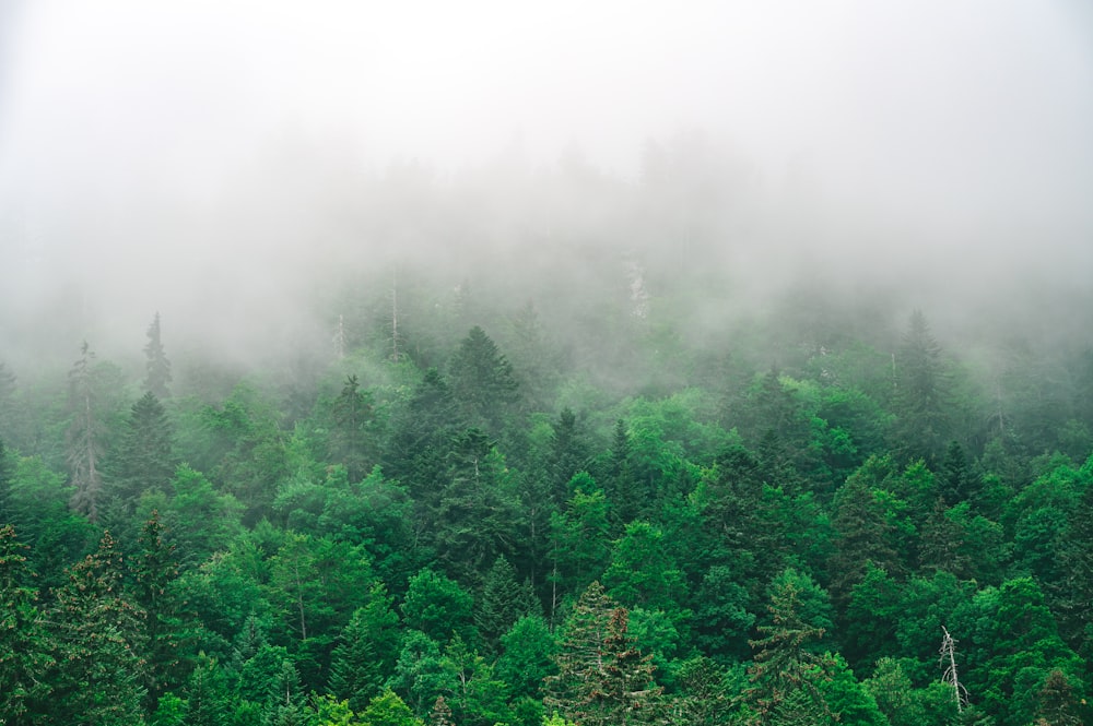 green trees covered with fog