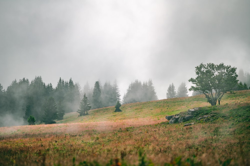 Champ d’herbe verte avec brouillard