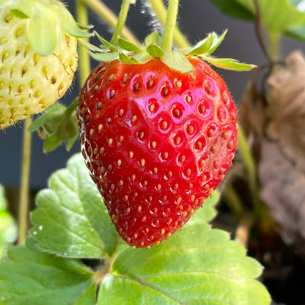 red strawberry fruit with green leaves