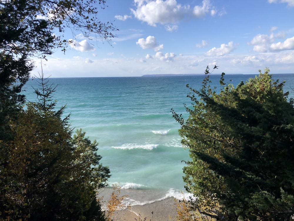 green trees near blue sea under blue sky during daytime