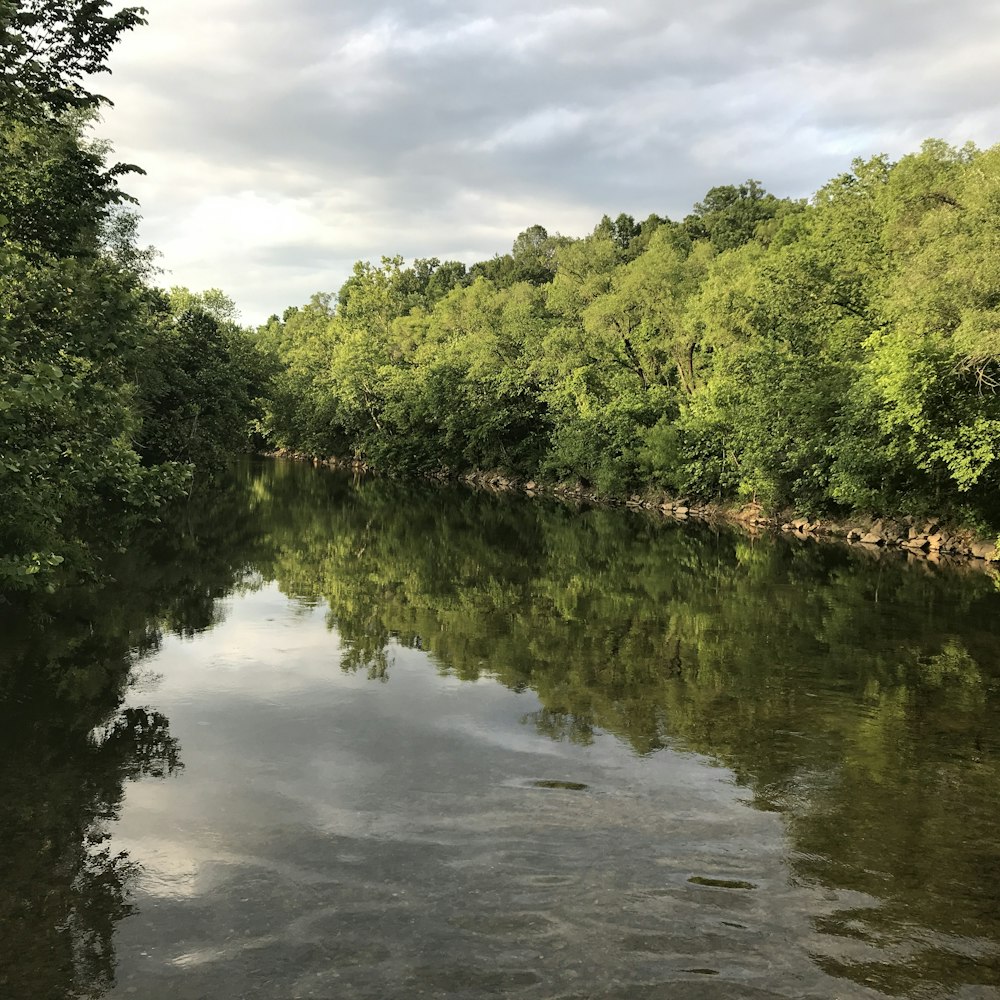 green trees beside river under cloudy sky during daytime