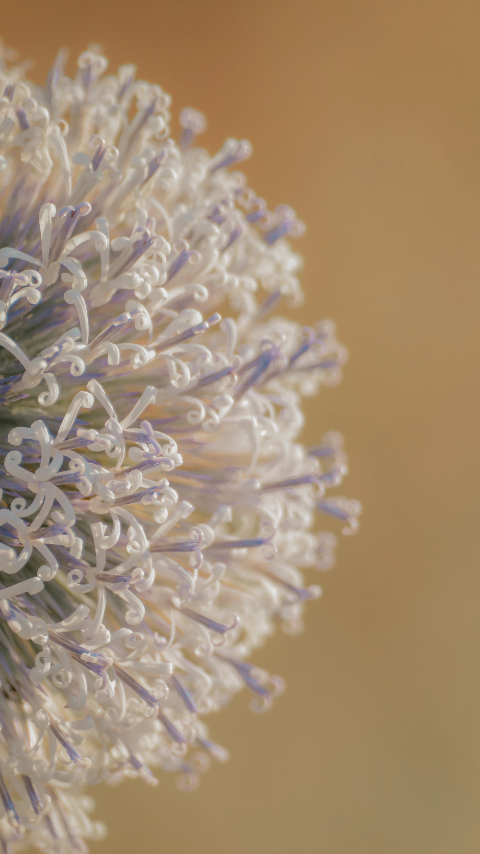 white and purple flower in close up photography