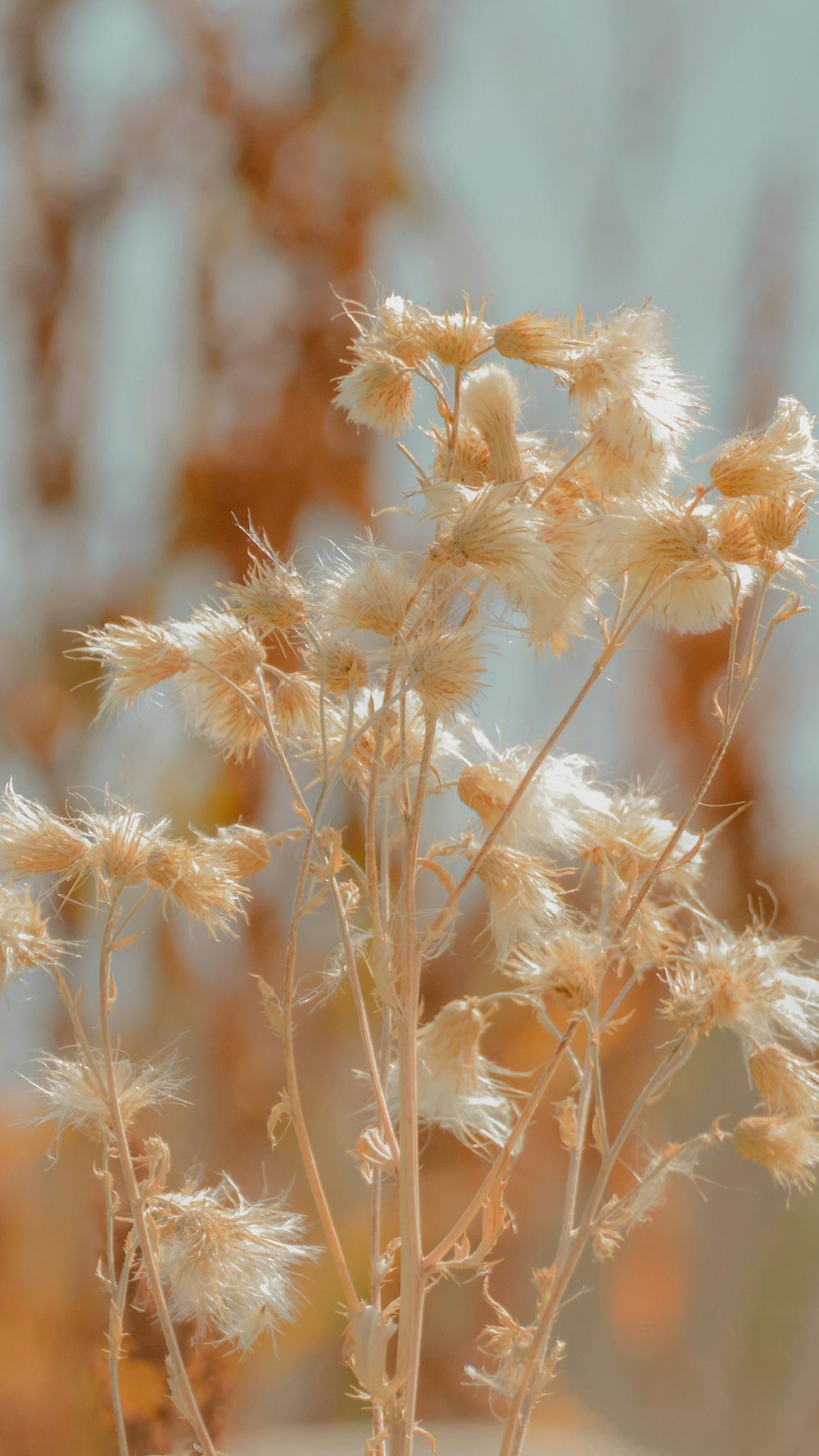 white flowers in tilt shift lens