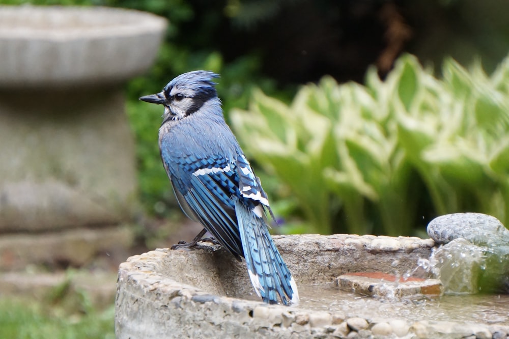 blue and white bird on gray concrete