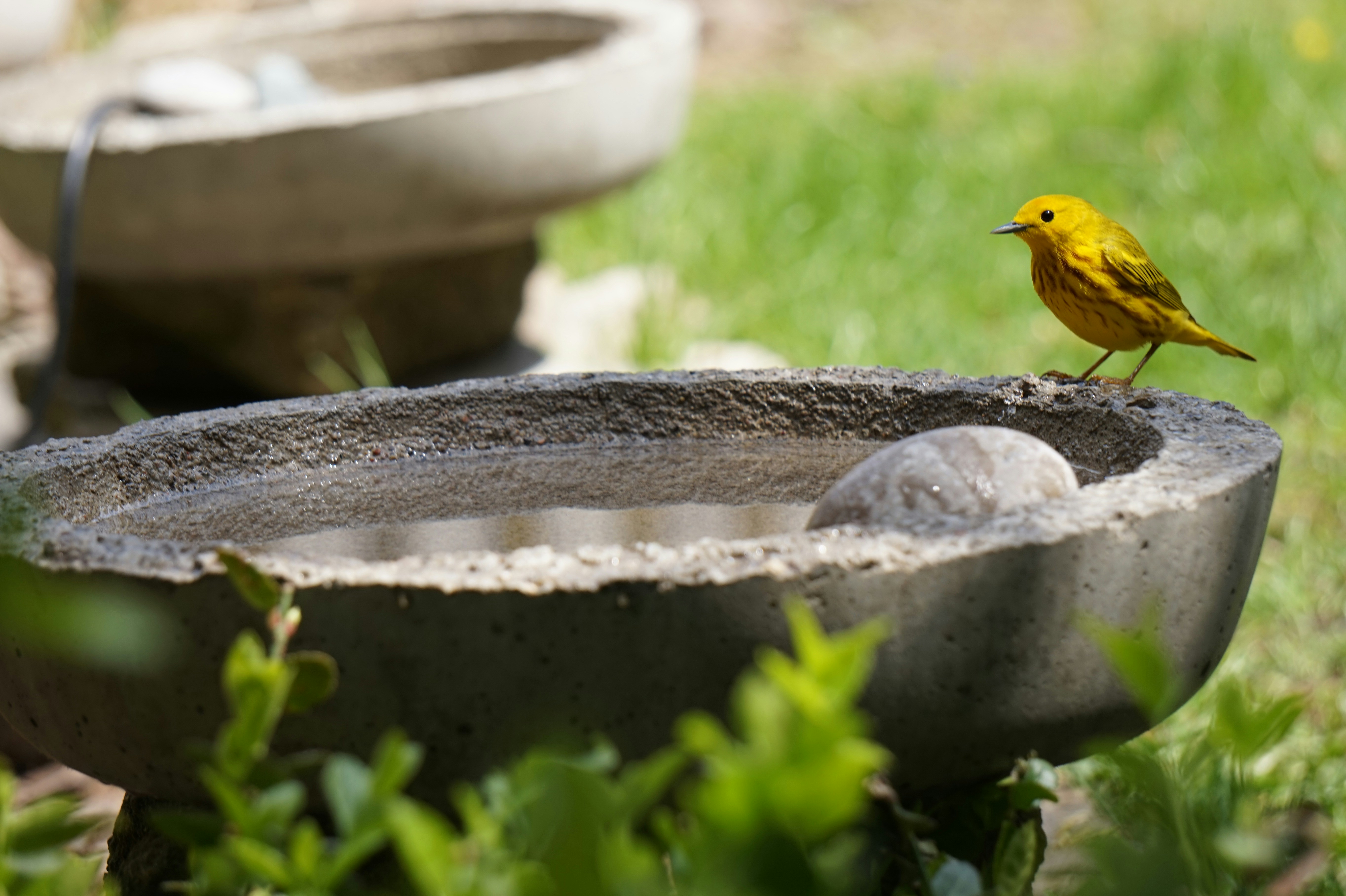 A yellow bird on a concrete bird bath — the kind repurposed here as a raised fairy garden container.