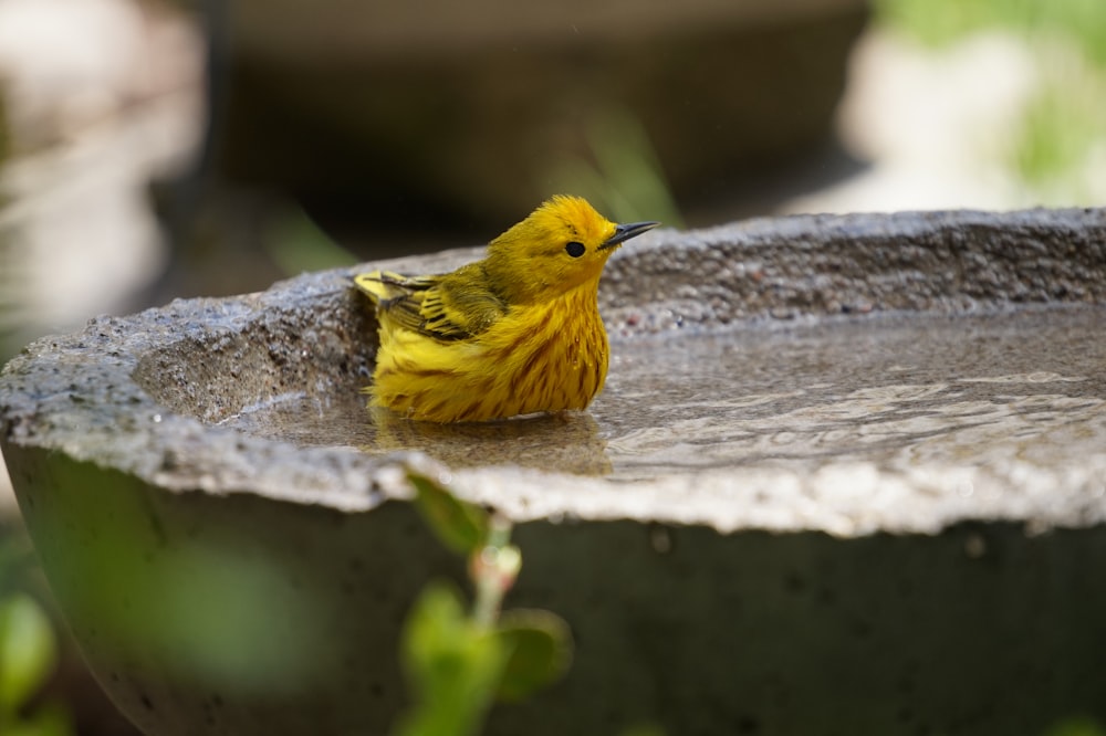 Gelber Vogel auf grauem Beton