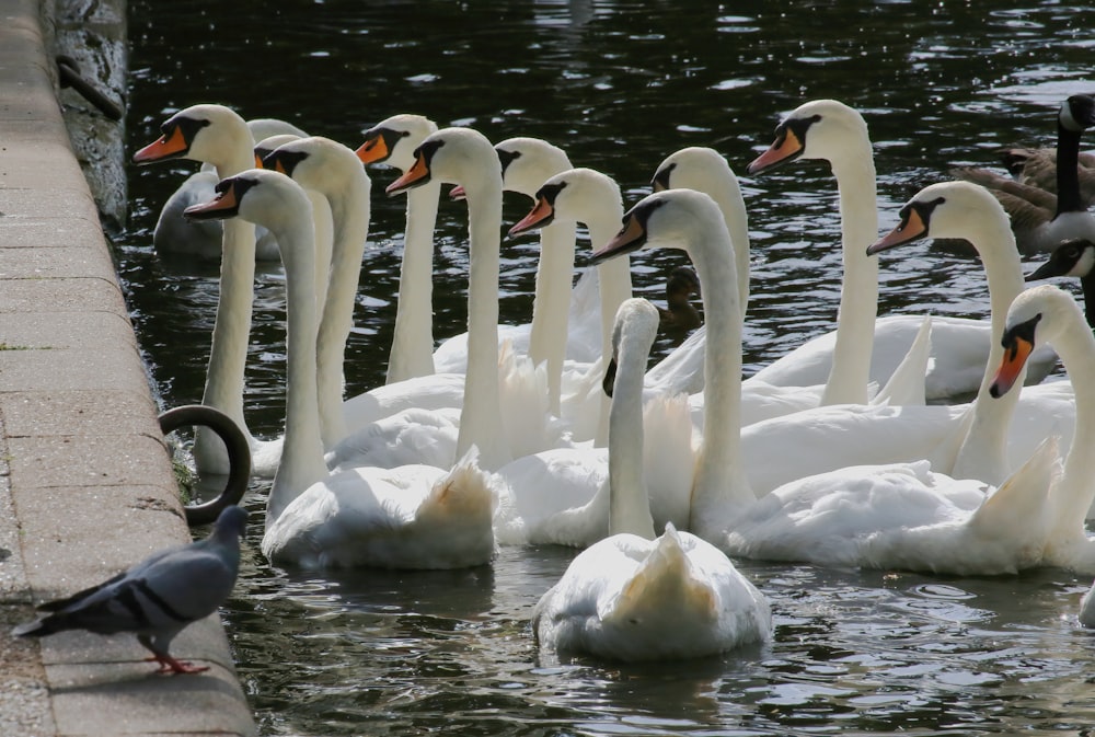 white swan on water during daytime