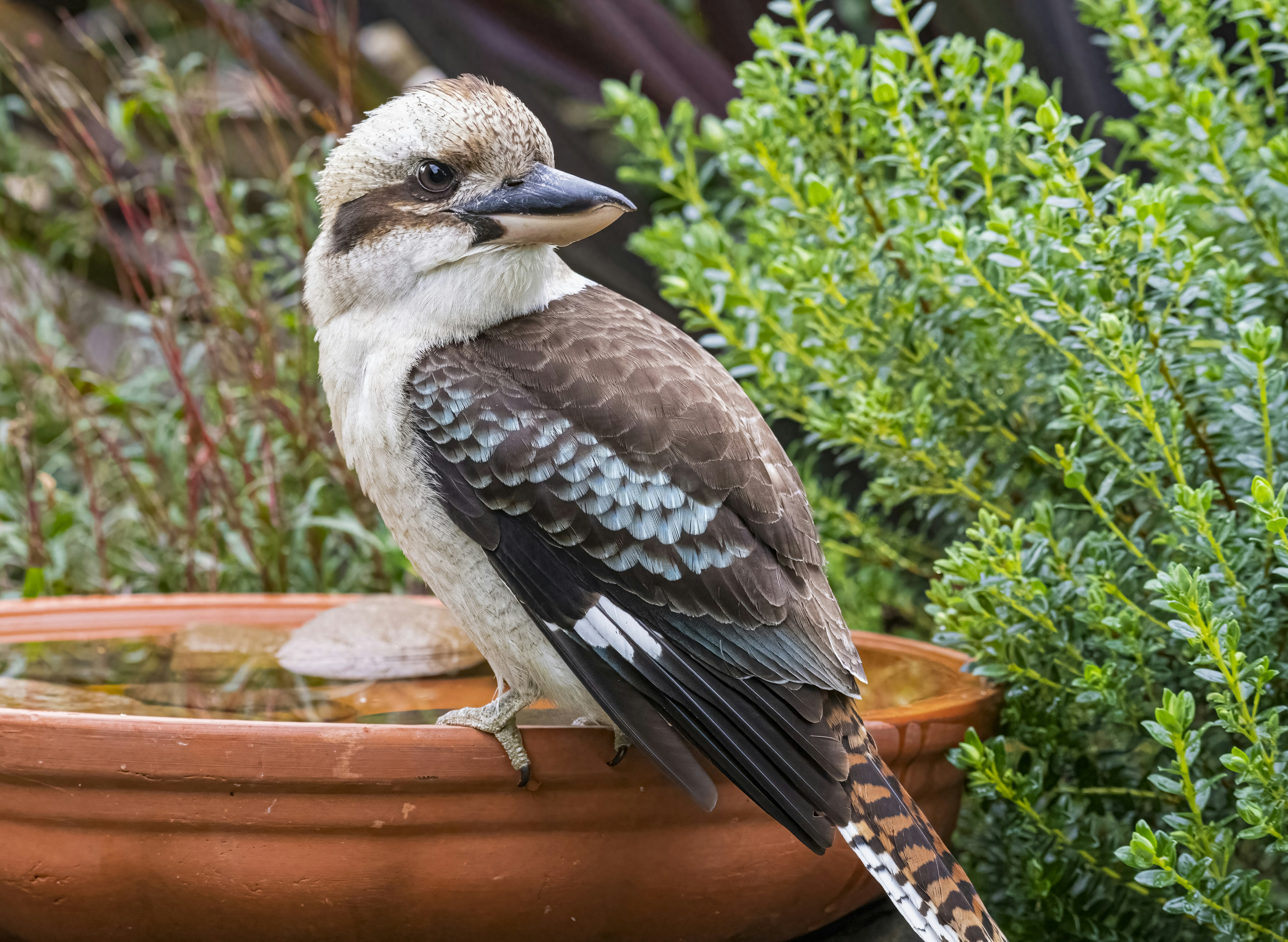 RESCUED BY GOD’S GRACE