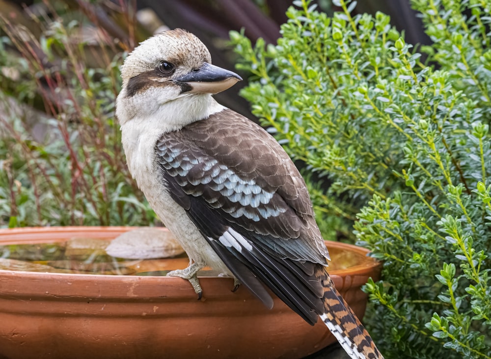 pájaro marrón y blanco en maceta marrón