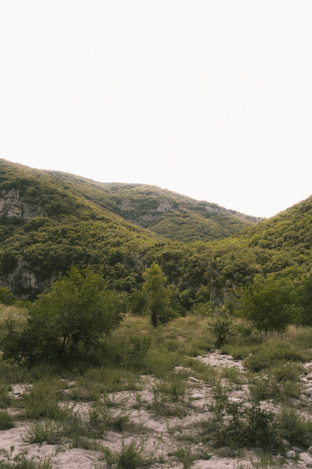 green trees on mountain during daytime