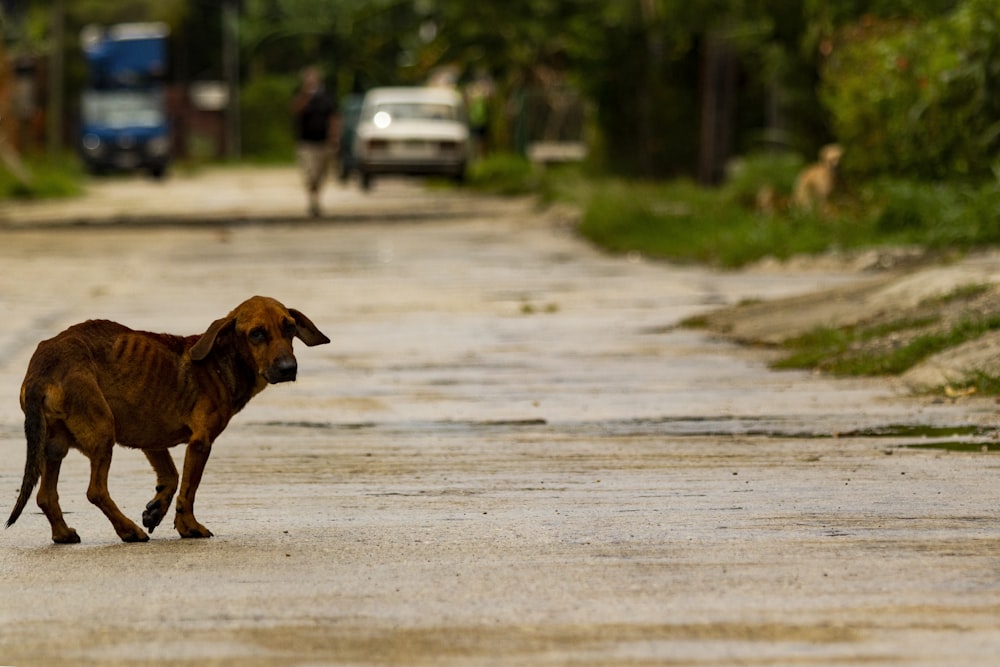 brown short coated dog walking on gray sand during daytime