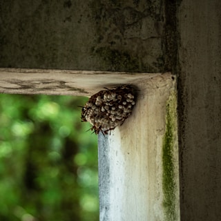 brown and black butterfly on gray concrete wall during daytime