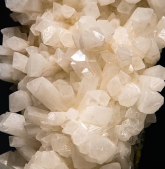 white flower buds in close up photography