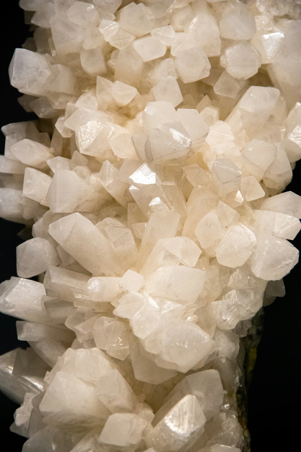 white flower buds in close up photography