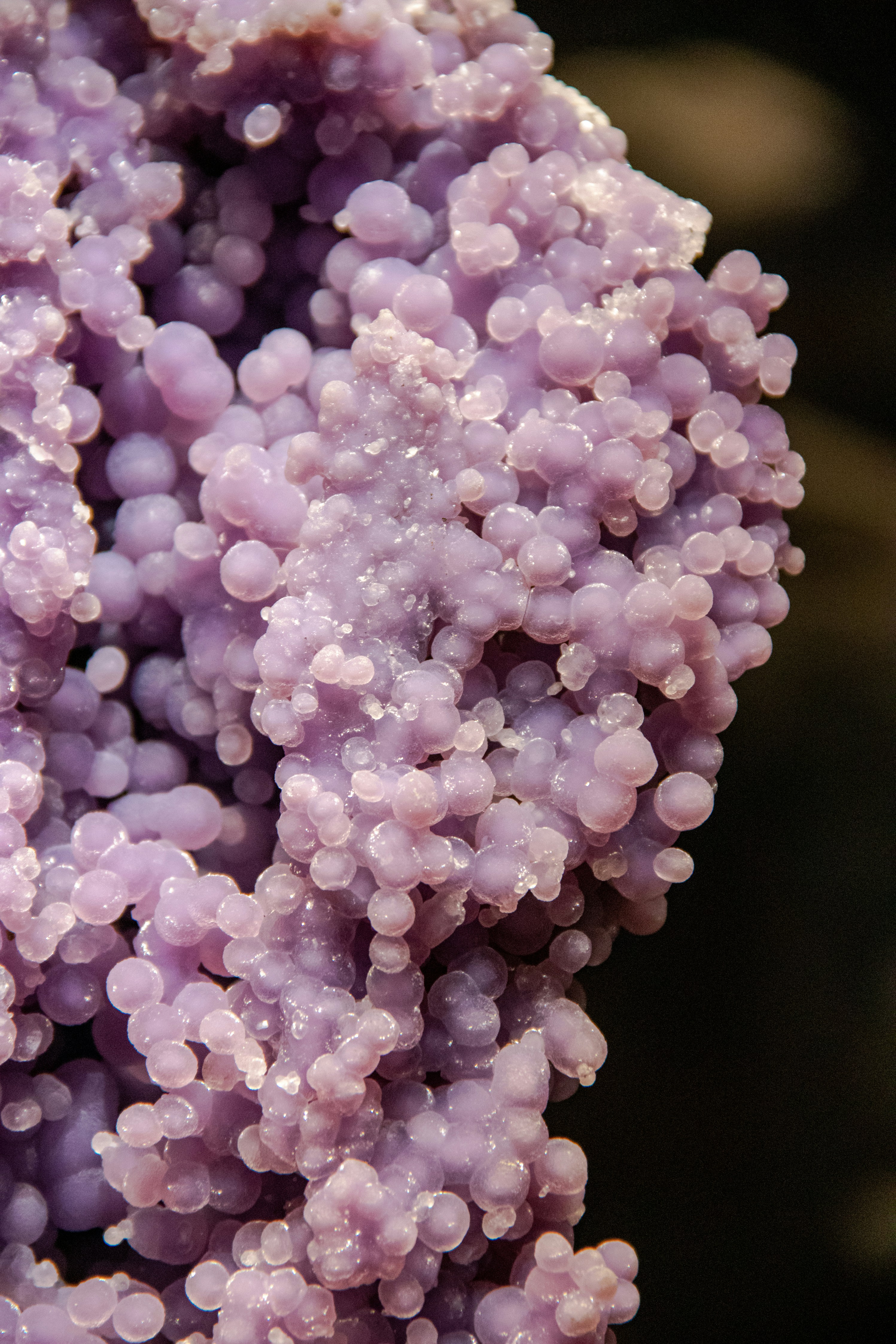 capullos de flores rosas y blancas