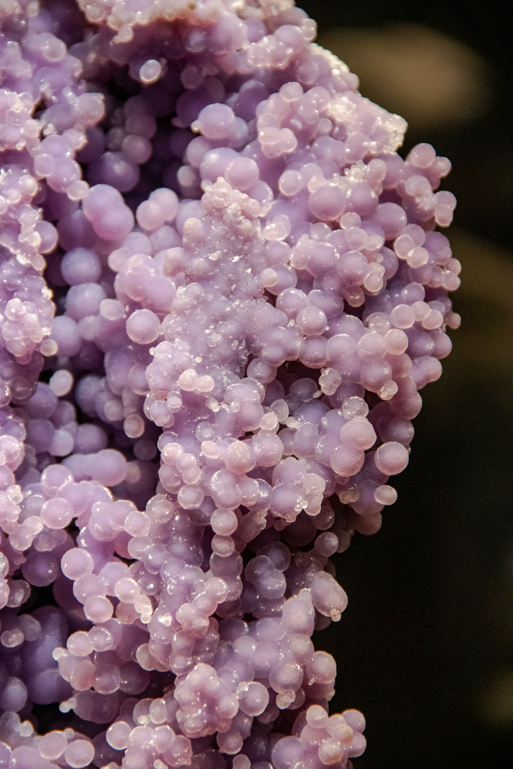 pink and white flower buds