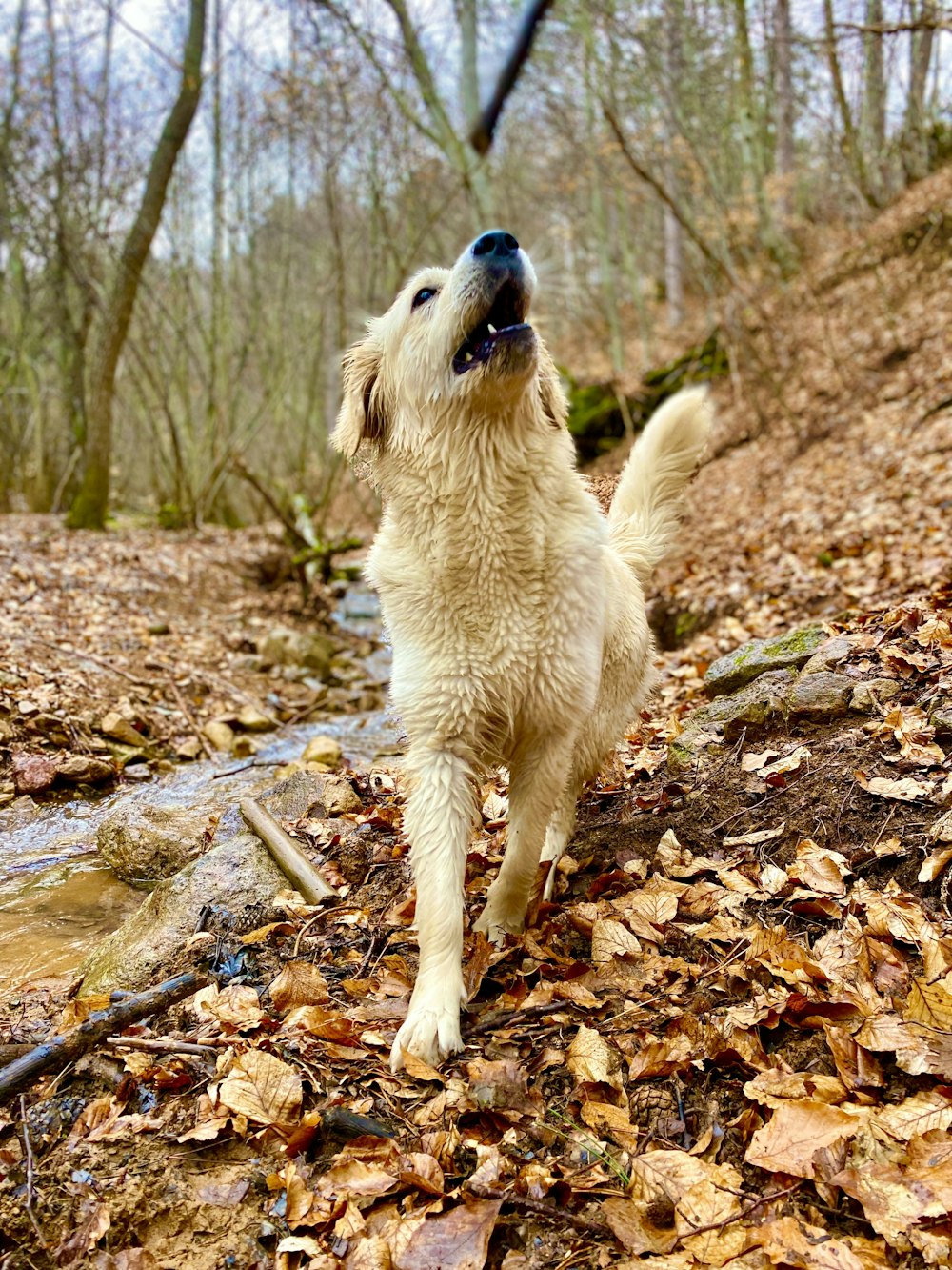 golden retriever walking on dried leaves during daytime