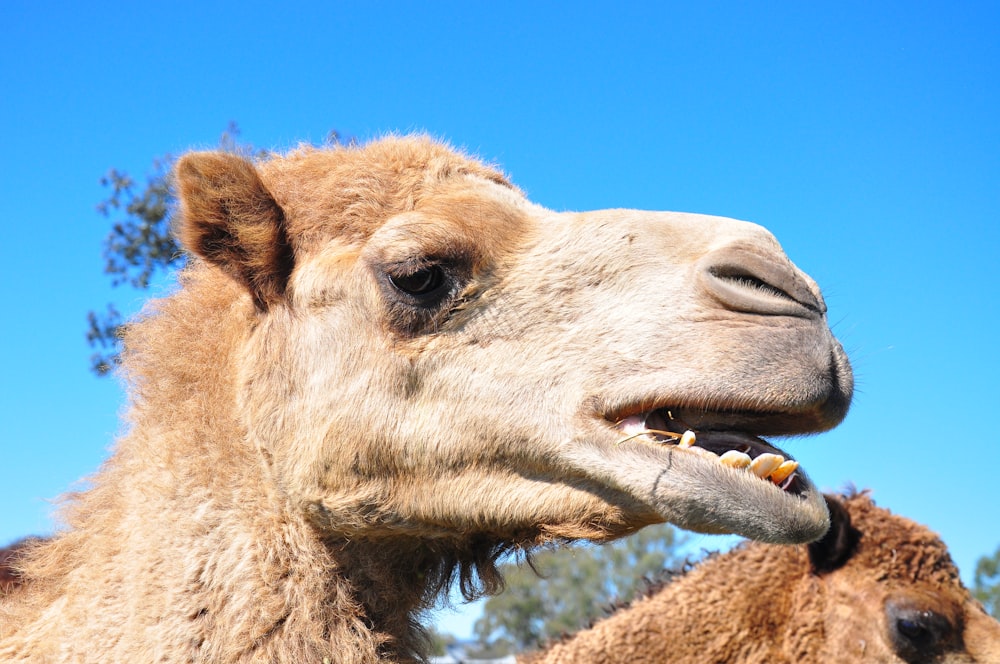 brown camel under blue sky during daytime