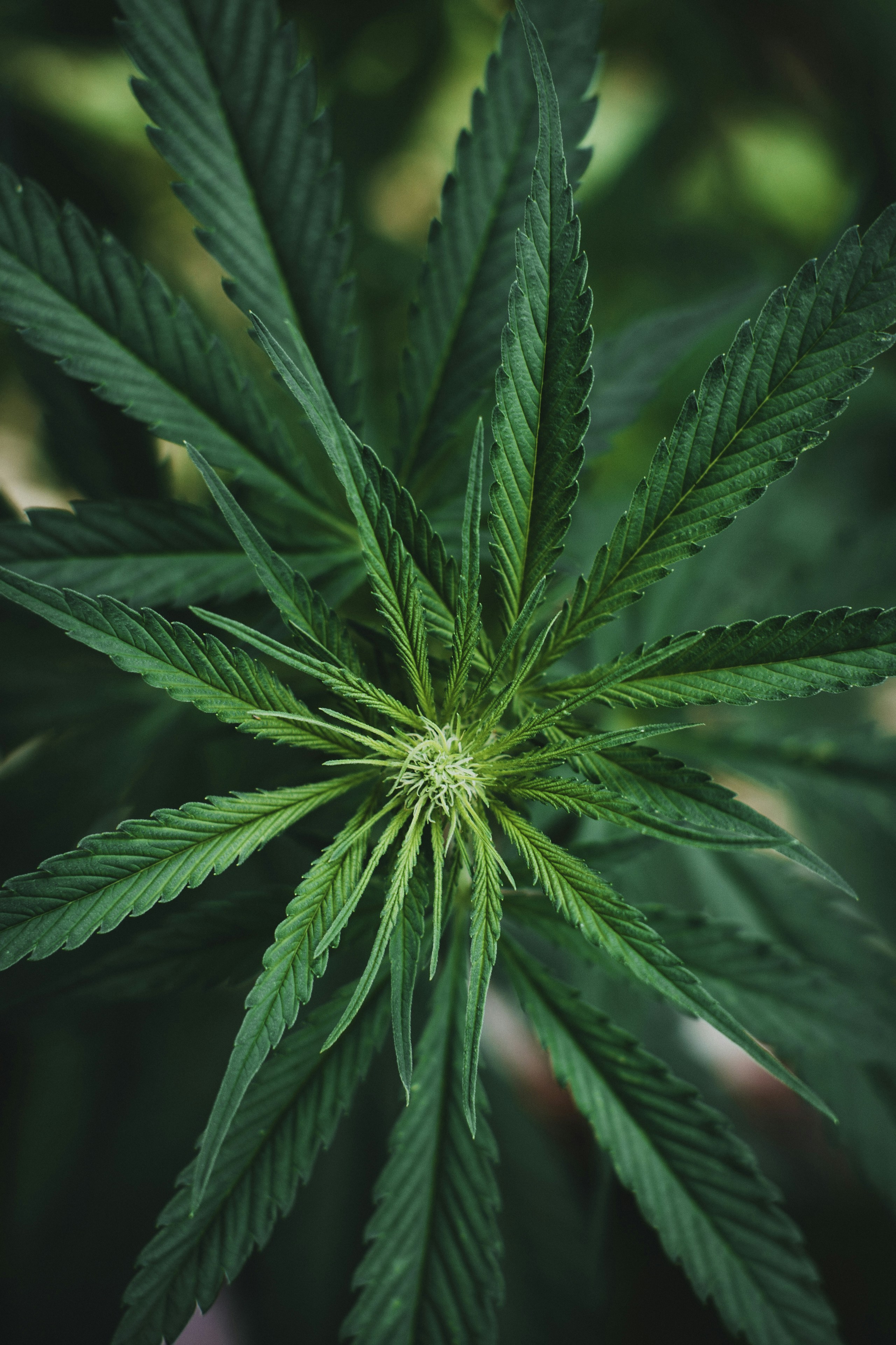 Photo by theshuttervision