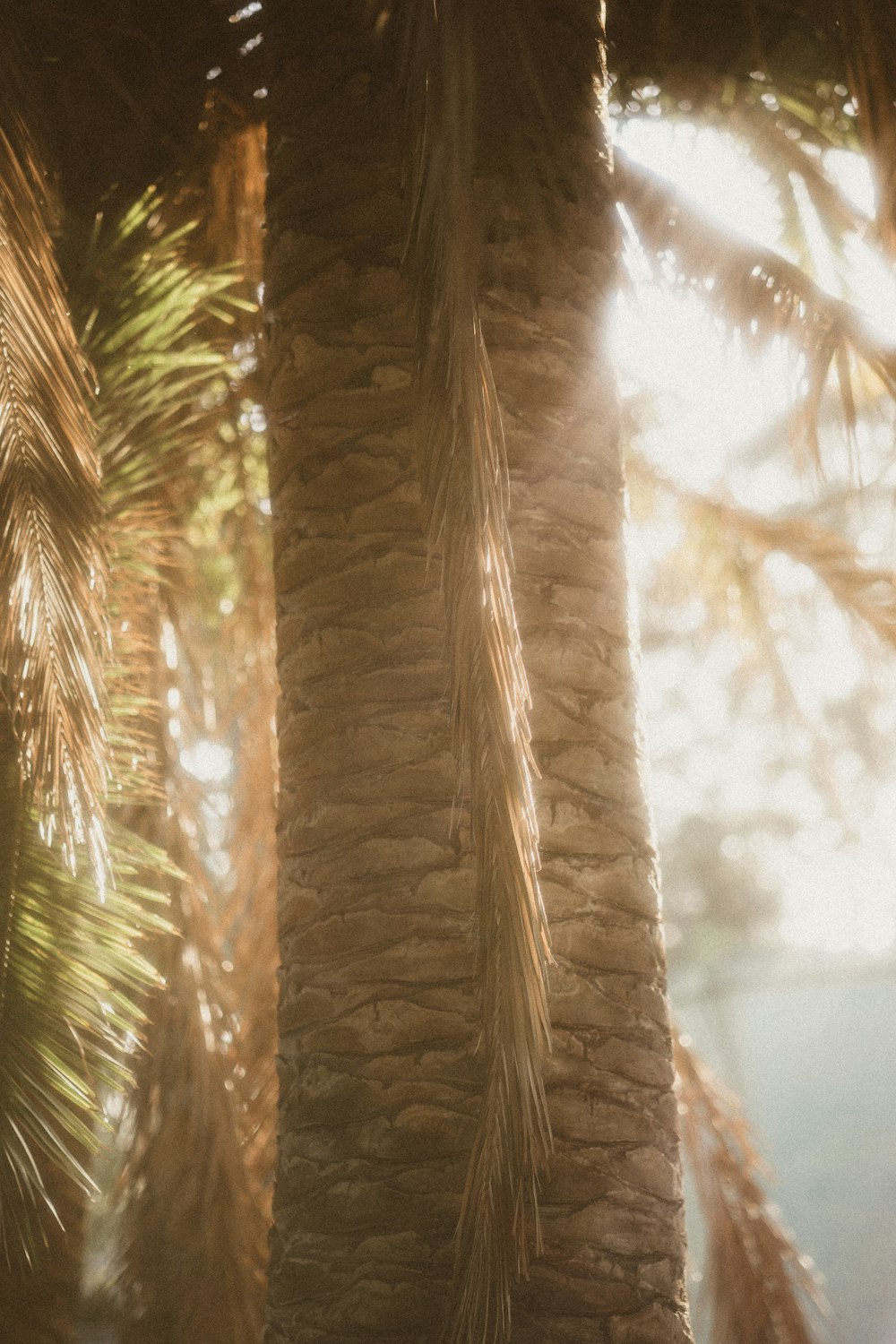 brown and green palm tree