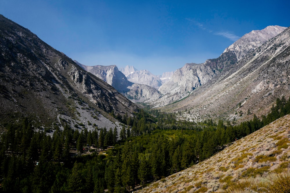 green pine trees on mountain under blue sky during daytime