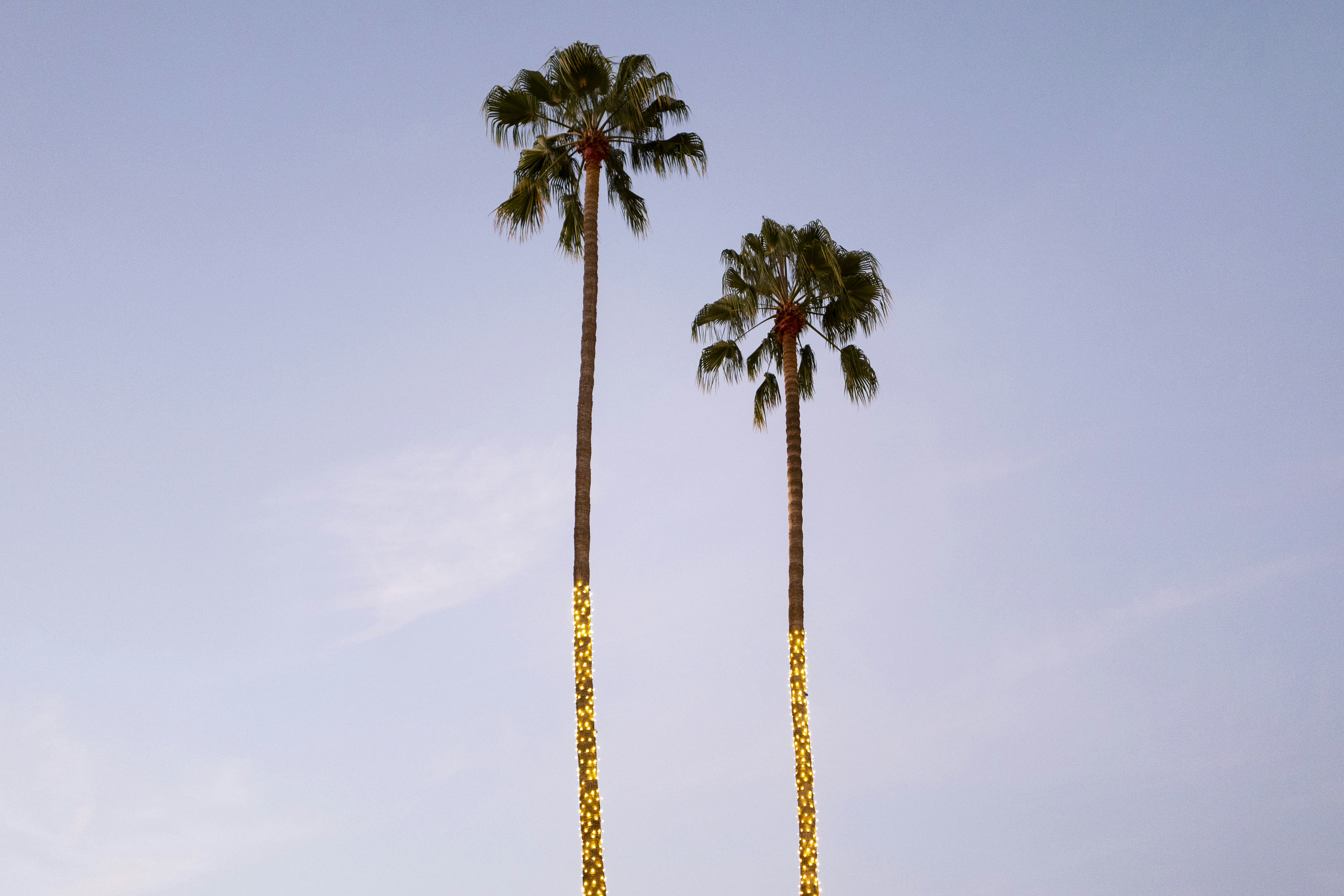 green palm tree under blue sky during daytime