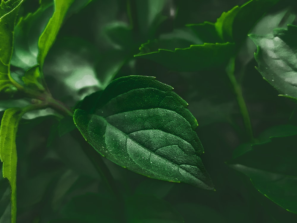 green leaf plant in close up photography