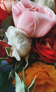 A close-up of delicate roses in various colors.