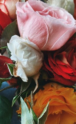 A close-up of delicate roses in various colors.