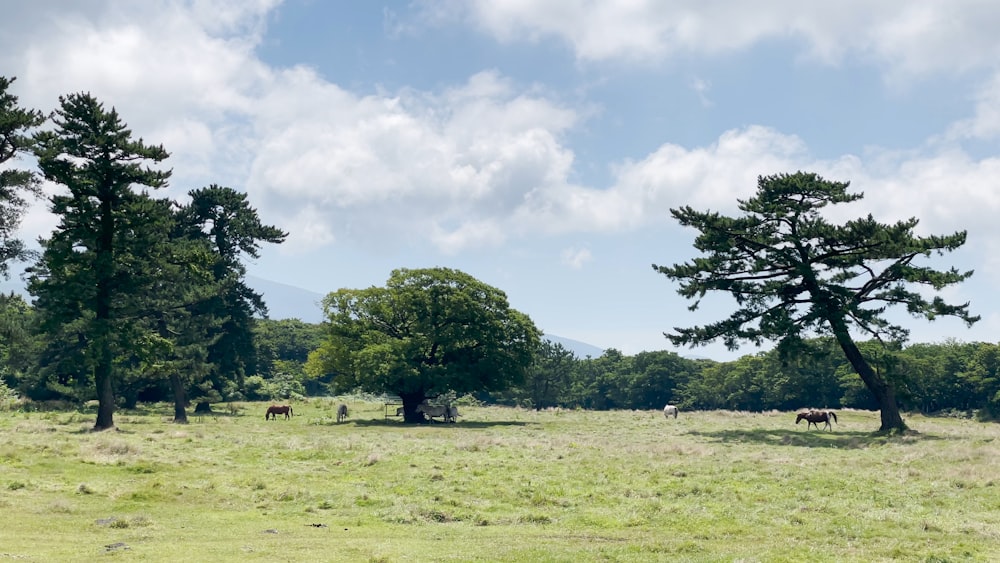 green grass field with green trees under white clouds and blue sky during daytime