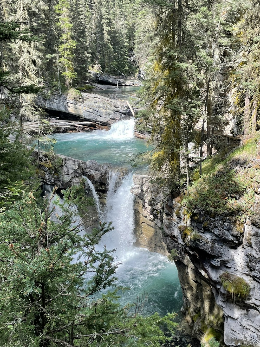 green trees near river during daytime