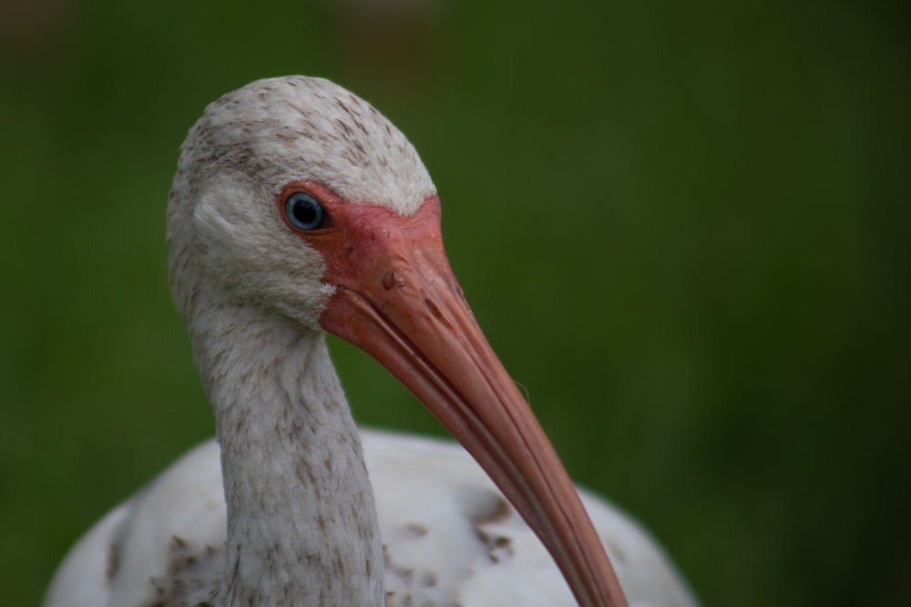 white long beak bird with orange beak