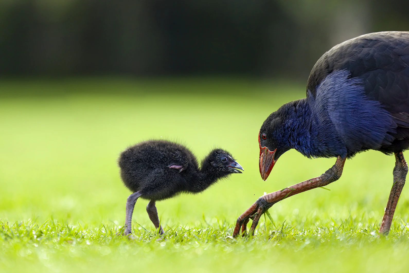 el takahe con su cría