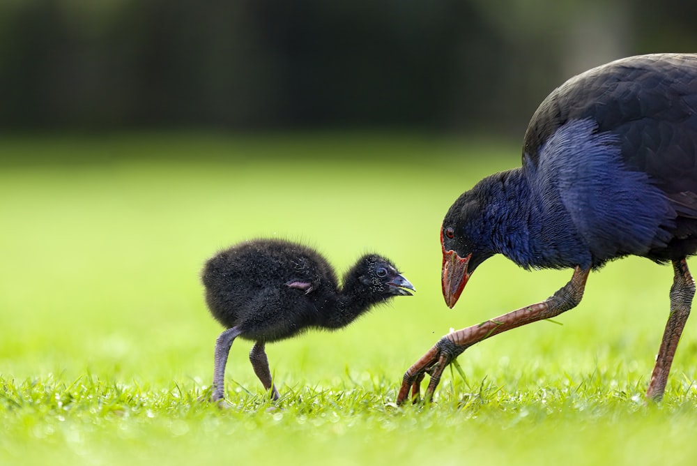 blue and brown bird on green grass during daytime